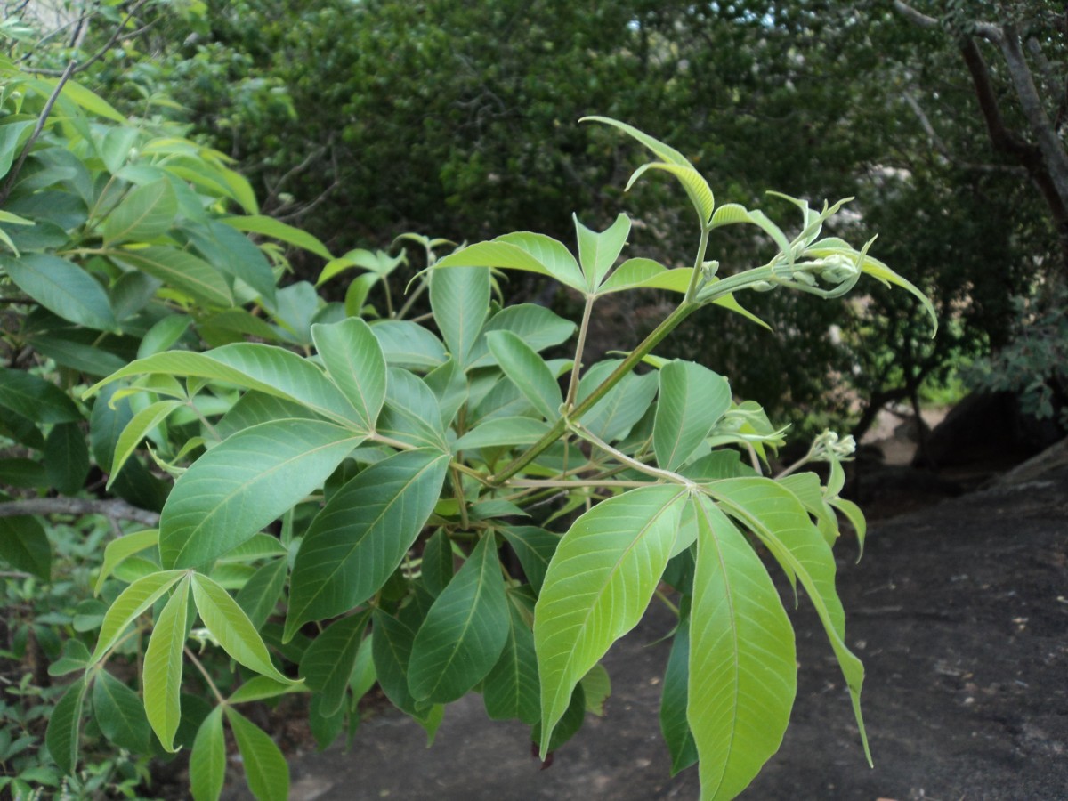 Vitex altissima L.f.